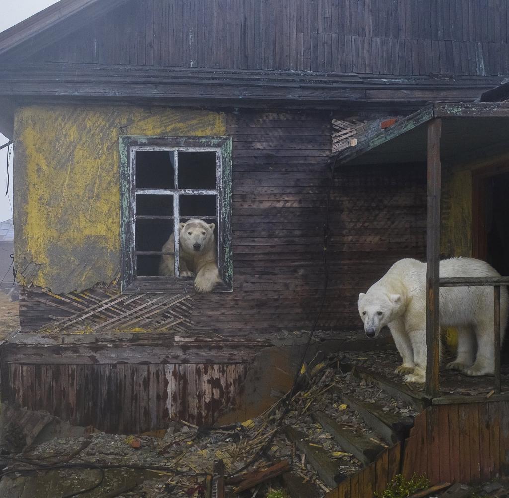 Polar bears in the fog at a house in a long-abandoned settlement on the Russian island of Kolyuchin