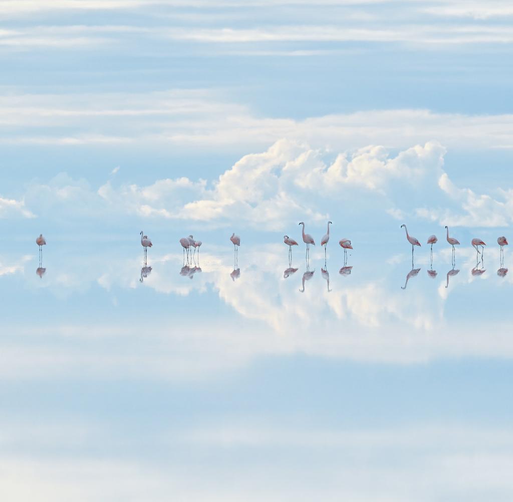 Chilean flamingos on a salt surface in the Andes Mountains