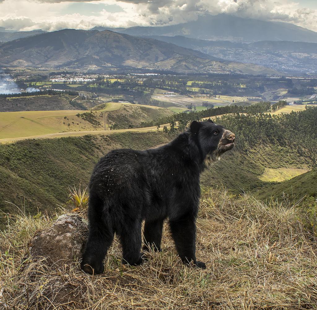 The vanishing landscape of Ecuador, with a fluffy spectacle bear in the middle