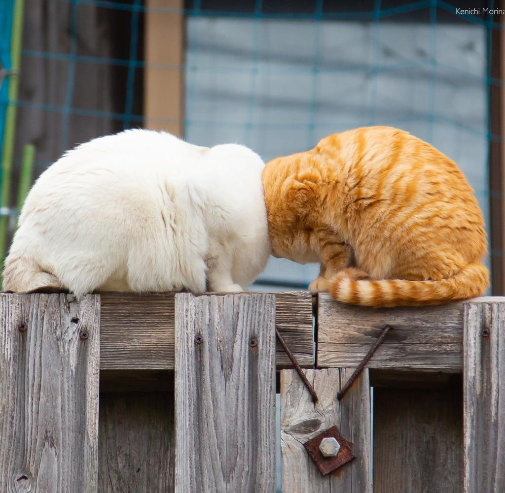 Two cats on the wall bumping into each other