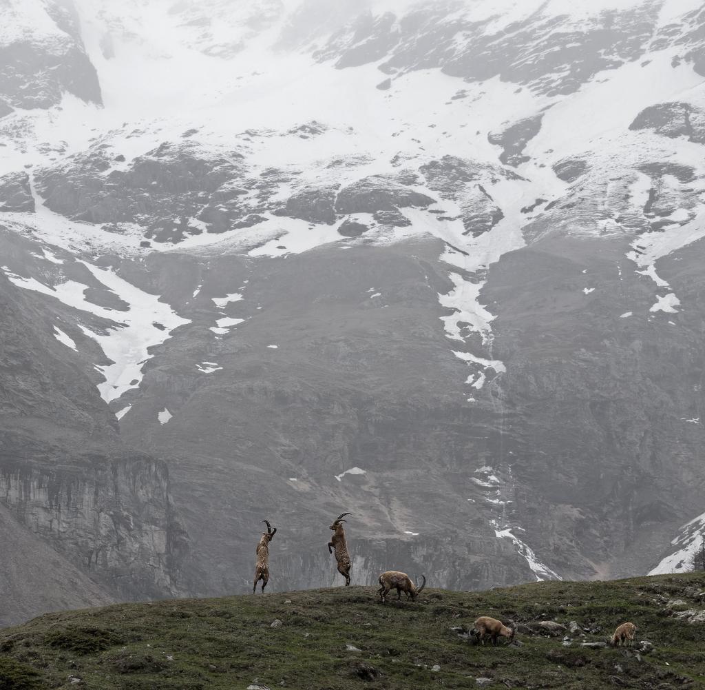 Two caribou fight each other in the Italian Alps