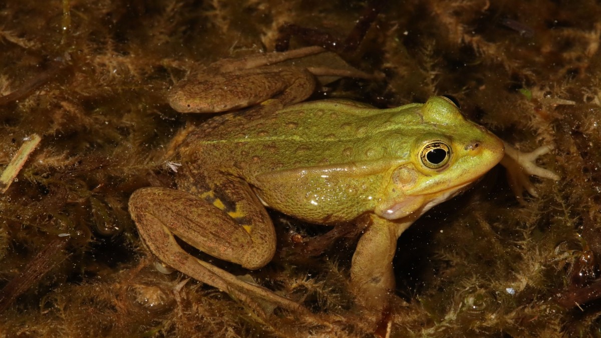 Science - Rare edible little frog is the amphibian of 2023 - Wikiwand