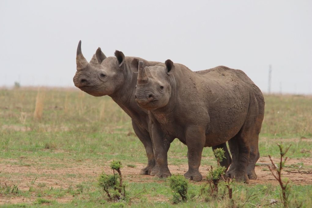 Species Conference: No Trade in Rhino Horn |  free press