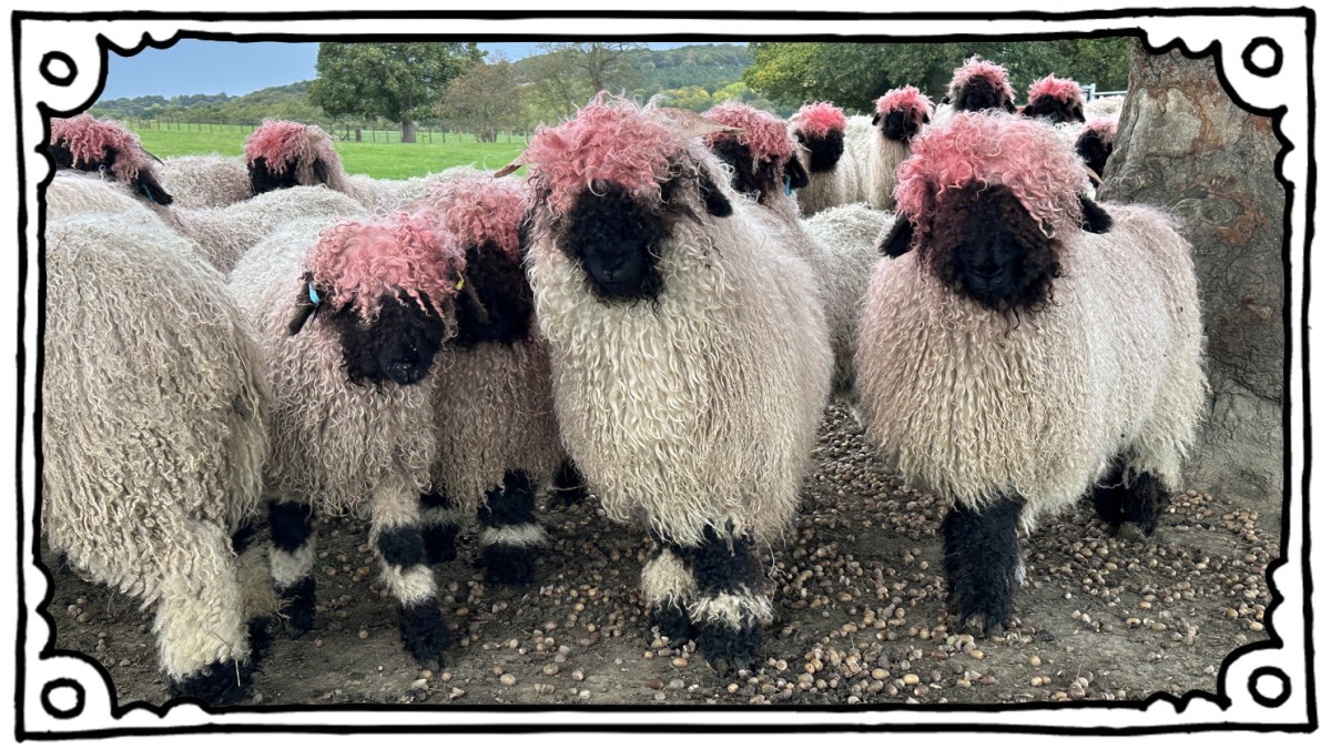 UK: Pink Sheep - Panorama